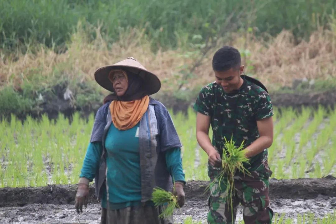 Padi Sebagai Kebutuhan Pokok, Lahan Narasinga Kuatkan Ketahanan Pangan