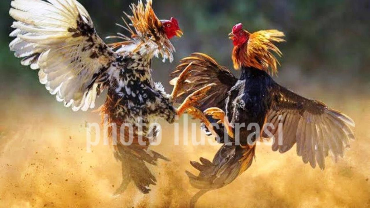 Dugaan Judi Sabung Ayam di Blora, Kapolres Blora: Terima Kasih Infonya Segera Kita Cek