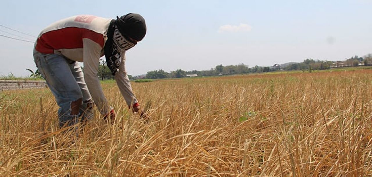 Sejumlah Sawah di Jombang Gagal Panen Dilanda Kekeringan