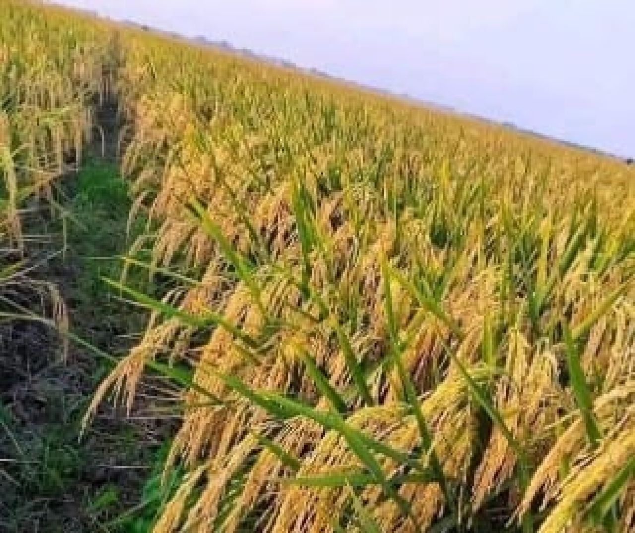 Musim Panen Maret 2024 Akan Segera Tiba, Bojonegoro Prediksi Akan Surplus Beras