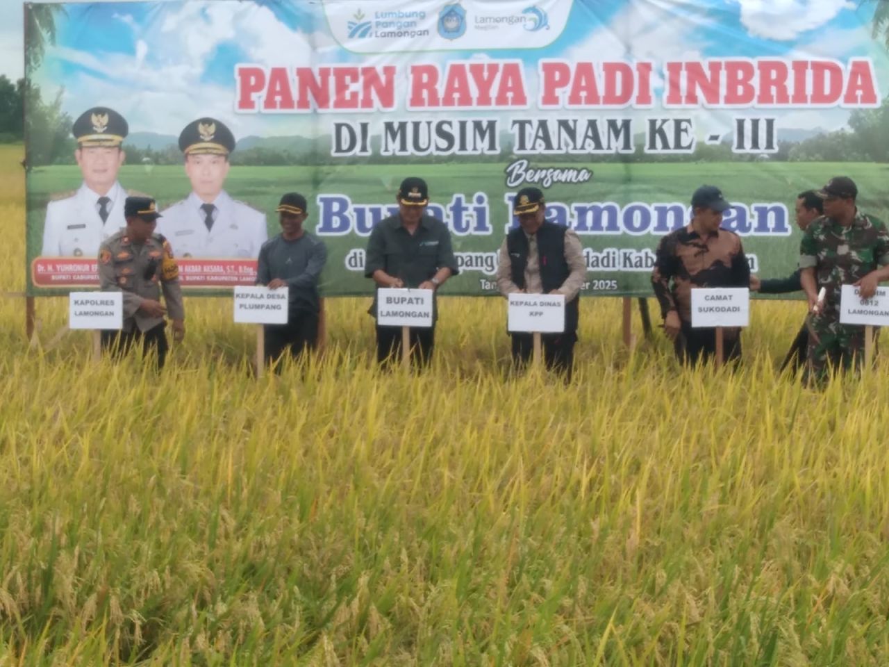 Bupati Lamongan: Panen Raya ke III Harga Gabah Tembus Rp 7.200 Petani Desa Plumpang Kecamatan Sukodadi Sumringah.