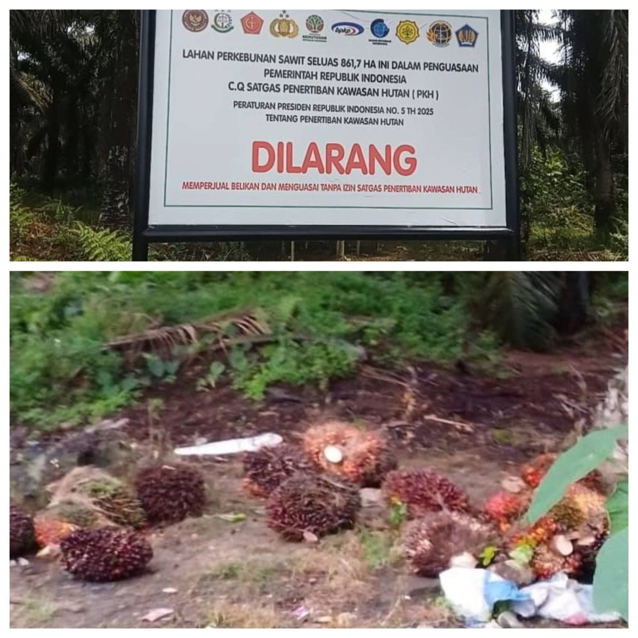 Satgas PKH Diduga Dikuasai Kelompok Ilegal di Pasangkayu, Aktivis Desak Penertiban