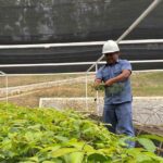 Inalum-PJT 1 Perkuat Ekosistem Danau Toba