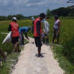 Pemdes Kedungadem Prioritaskan Pembangunan JUT, Permudah Akses Pertanian