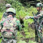 Satgas Pamtas RI–PNG Bongkar 4 Kebun Ganja Tersembunyi di Pegunungan Bintang, 297 Batang Dimusnahkan
