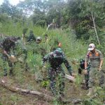 Tim Gabungan TNI Musnahkan 30.000 Batang Ganja di Mandailing Natal