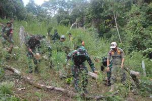 Tim Gabungan TNI Musnahkan 30.000 Batang Ganja di Mandailing Natal