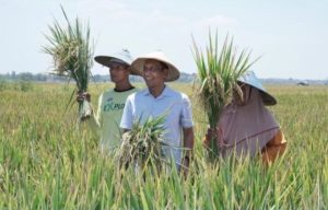 Penyaluran Pupuk Bersubsidi Bojonegoro Hampir Tuntas Menjelang Musim Tanam