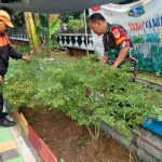 Sertu Wahyudi Babinsa Koramil 06 CP Sambangi Urban Farming Dukungan Upaya Ketahanan Pangan