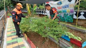 Sertu Wahyudi Babinsa Koramil 06 CP Sambangi Urban Farming Dukungan Upaya Ketahanan Pangan