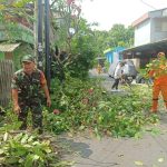 Babinsa Koramil 07/Kemayoran Bersama PPSU Melaksanakan Kegiatan Penopingan Pohon