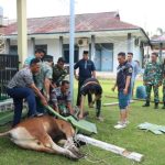 Guyub dan Kompak, Danlanal Bengkulu Bersama Prajurit Sembelih Hewan Qurban