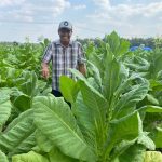 Dapat Bantuan Benih dan Pupuk dari Pemkab Bojonegoro, Petani Tembakau Sumringah Panen Bagus