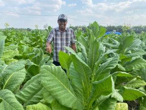 Dapat Bantuan Benih dan Pupuk dari Pemkab Bojonegoro, Petani Tembakau Sumringah Panen Bagus