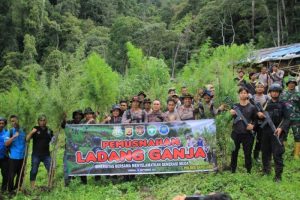Brimob Aceh Bersama TIM Gabungan Musnahkan Ladang Mariyuana (GANJA)