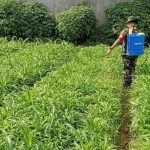 Babinsa Koramil 03/Teluk Pucung Bantu Petani Rawat Kebun Sayur Urban Farming Guna Sukseskan Ketahanan Pangan