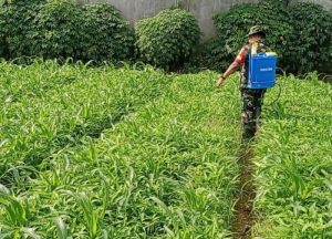 Babinsa Koramil 03/Teluk Pucung Bantu Petani Rawat Kebun Sayur Urban Farming Guna Sukseskan Ketahanan Pangan