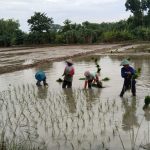 Kabar Gembira Bagi Petani Bojonegoro, Alokasi Pupuk Bersubsidi Ditambah untuk Tingkatkan Produksi