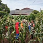 Perawatan Lahan Urban Farming Oleh Koramil 04/Pulogadung