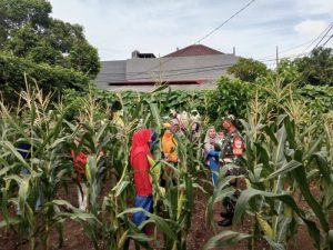 Perawatan Lahan Urban Farming Oleh Koramil 04/Pulogadung