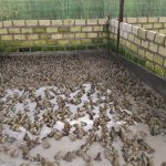 Melirik Potensi Budidaya Katak Lembu di Perbon Tuban