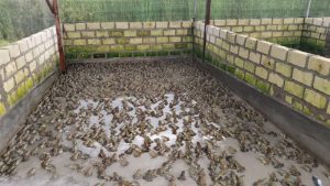 Melirik Potensi Budidaya Katak Lembu di Perbon Tuban
