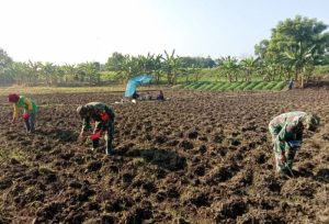 Dukung Program Hanpangan, Babinsa Koramil Kanor Bojonegoro bantu Petani Tanam Bibit Jagung