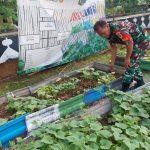 Babinsa Koramil 06/Cempaka Putih Monitoring Kegiatan Urban Farming