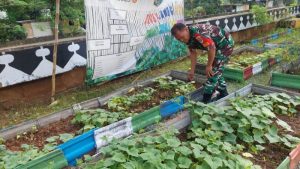 Babinsa Koramil 06/Cempaka Putih Monitoring Kegiatan Urban Farming