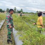 Babinsa Koramil 02/Timika Dampingi Petani Merawat Tanaman Cabe