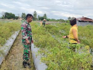 Babinsa Koramil 02/Timika Dampingi Petani Merawat Tanaman Cabe