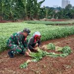 Bantu Warga Panen Kangkung, Babinsa Koramil Cipayung Berikan Semangat