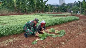 Bantu Warga Panen Kangkung, Babinsa Koramil Cipayung Berikan Semangat