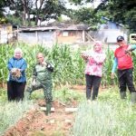 Uji Coba Tanam Bawang Merah Di Lahan Kering, Ternyata Hasilnya Super