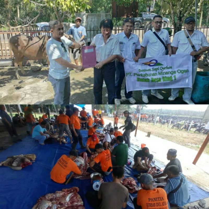 PT PMO Serahkan Bantuan 14 Hewan Qurban di Hari Raya Idul Adha 1445 H / 2024