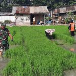 Wujud Keseriusan Peningkatkan Ketahanan Pangan, Babinsa Kali Baru Bantu Petani Menanam Padi