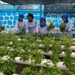 Dukung Ketahanan Pangan, Jalasenastri Ranting H Cabang 7 Gabungan Jalasenastri Mabesal Panen Sayuran Hidroponik