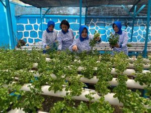 Dukung Ketahanan Pangan, Jalasenastri Ranting H Cabang 7 Gabungan Jalasenastri Mabesal Panen Sayuran Hidroponik