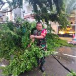 Danramil 01/Tebet Dan Babinsa Evakuasi Pohan Tumbang