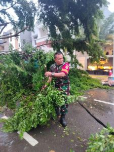 Danramil 01/Tebet Dan Babinsa Evakuasi Pohan Tumbang