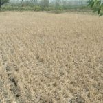 Petani Desa Sumberjo Lamongan Menjerit Gegara Tanam Padi Kedua Gagal Panen
