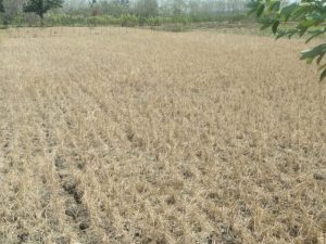 Petani Desa Sumberjo Lamongan Menjerit Gegara Tanam Padi Kedua Gagal Panen