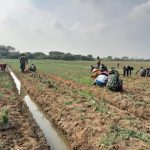 Panen Bawang Super di Blok Wanajaya 02, Lahan Urban Farming Korem 051/Wkt