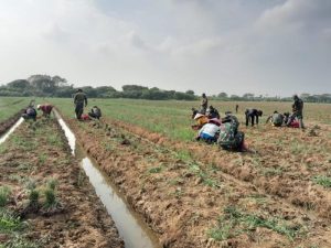 Panen Bawang Super di Blok Wanajaya 02, Lahan Urban Farming Korem 051/Wkt