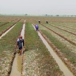 Urban Farming di Sukatani Terus Berkembang