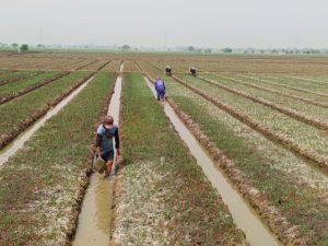 Urban Farming di Sukatani Terus Berkembang