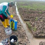 Babinsa Kodim 0509/Kab Bekasi dan Petani Tabur Dolomit dan Posfat di Lahan Urban Farming
