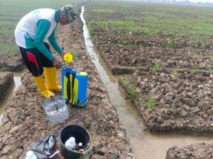 Babinsa Kodim 0509/Kab Bekasi dan Petani Tabur Dolomit dan Posfat di Lahan Urban Farming