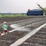 Gebrakan Baru Korem 051/Wkt: Budidaya Melon di Urban Farming, Dorong Pertanian Berkelanjutan dan Ekonomi Lokal