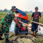 Jelang Masa Panen Padi Tiba, Babinsa Koramil 05/Bantargebang Turun Kesawah Bantu Petani
